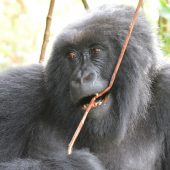  Gorilla (Congo)